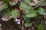 Trailing arbutus